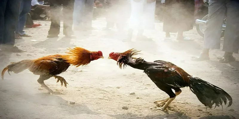Đá gà cựa dao kịch tính từng giây