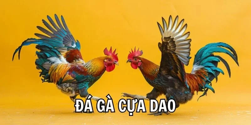 Đá Gà Cựa Dao Là Gì? Hướng Dẫn Cách Chơi Đúng Tại 18WIN