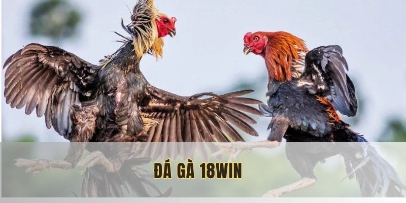 Đá Gà 18WIN: Màn So Tài Rực Lửa Trên Mọi Đấu Trường