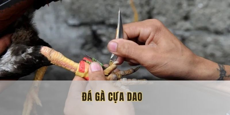 Đá gà cựa dao
