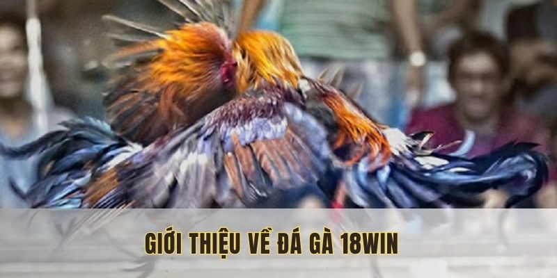 Danh mục thu hút thành viên của nền tảng