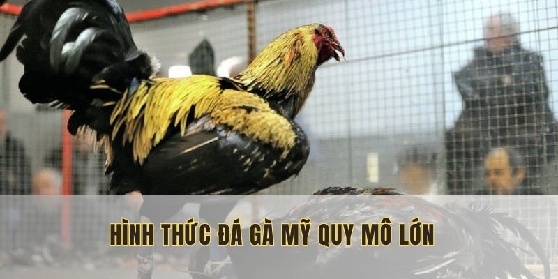 Mang lại những pha đòn chất lượng