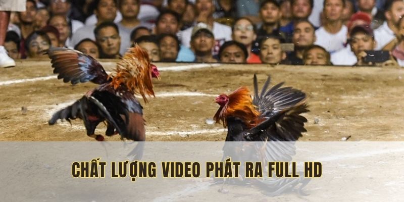 Video chất lượng, đa góc nhìn