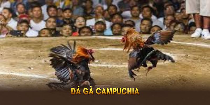 Đá Gà Campuchia - Hình Thức Chơi Độc Đáo Tại 18Win