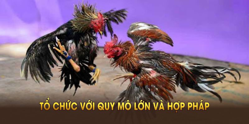 Đá Gà Campuchia được tổ chức với quy mô lớn và hợp pháp 